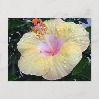 hibiscus 16 postcard
