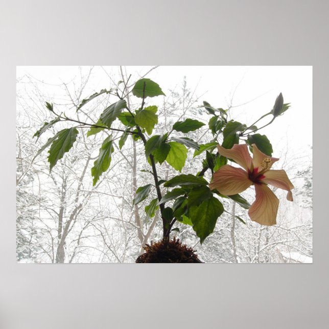Hibiscus #1 poster (Front)