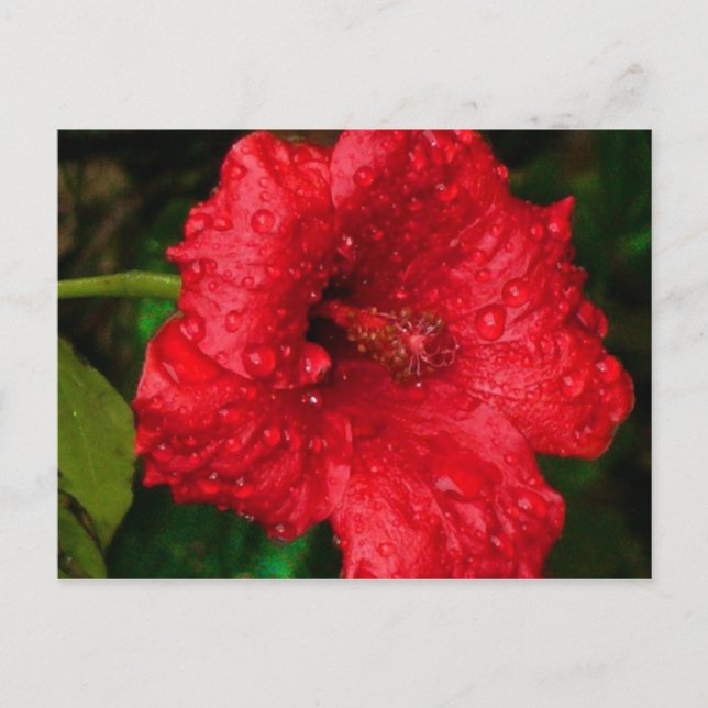hibiscus 22 postcard (Front)