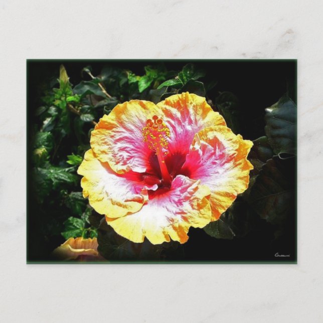 hibiscus 24 postcard (Front)