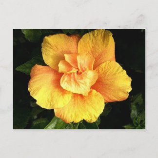 hibiscus 28 postcard
