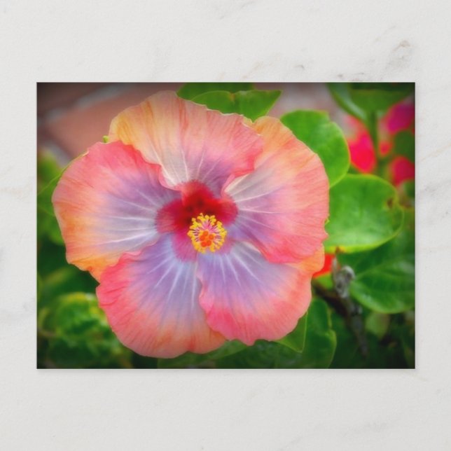 hibiscus 29 postcard (Front)