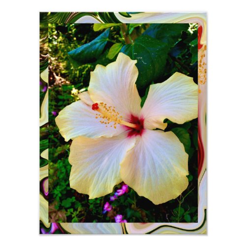 Hibiscus Beauty Photo Print