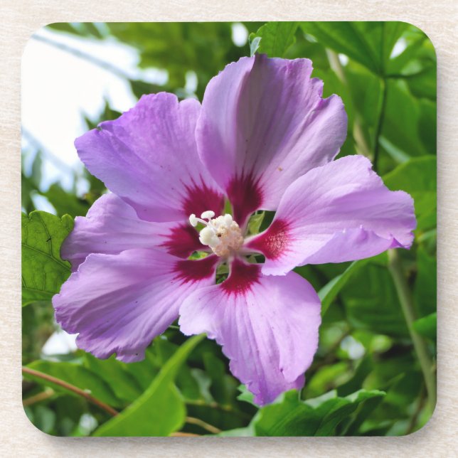 Hibiscus Beverage Coaster (Front)