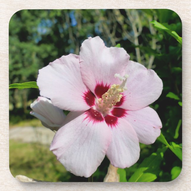 Hibiscus Beverage Coaster (Front)