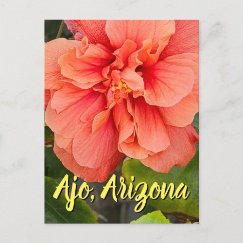 Hibiscus Bloom Double Peach Arizona Postcard