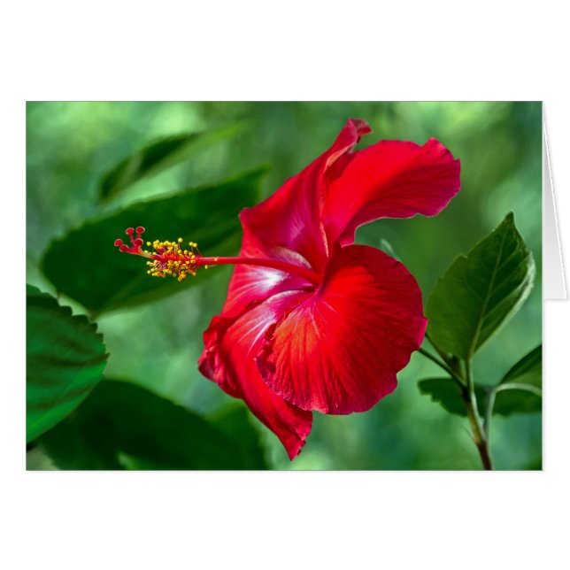Hibiscus Blossom Cards (Front Horizontal)