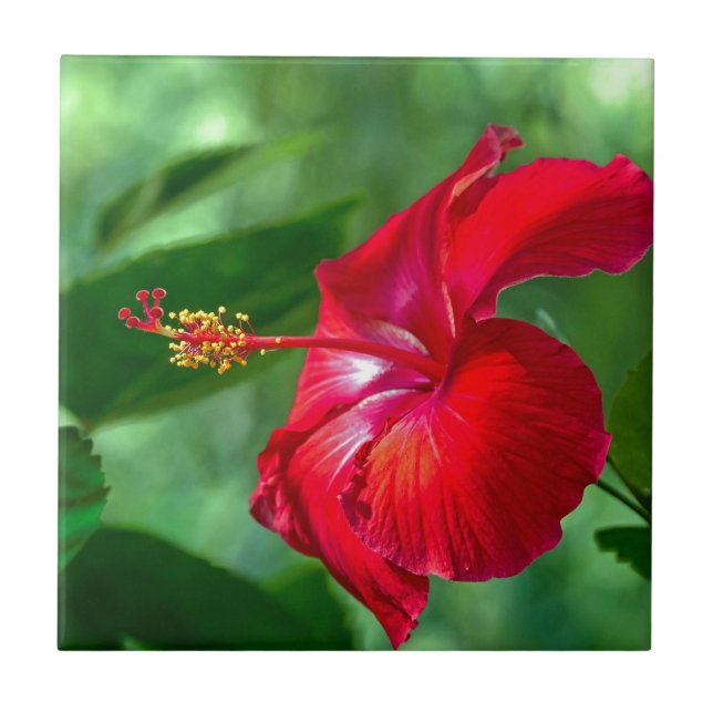 Hibiscus Blossom Ceramic Tile (Front)