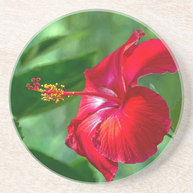 Hibiscus Blossom Sandstone Coaster (Front)