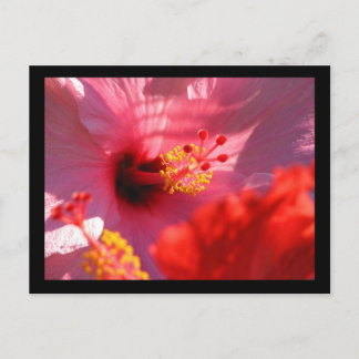 Hibiscus Blossoms Postcard