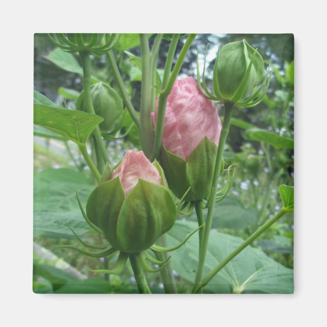 Hibiscus Buds Magnet (Front)