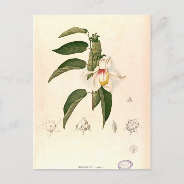'Hibiscus campylosiphon', c. 1880 Postcard (Front)
