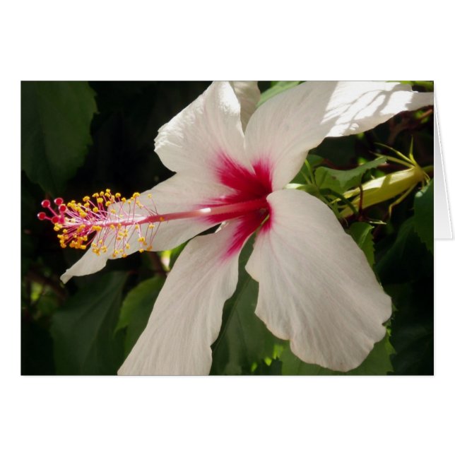 Hibiscus Card (Front Horizontal)