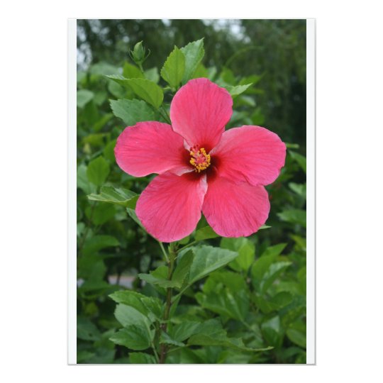 Hibiscus Card