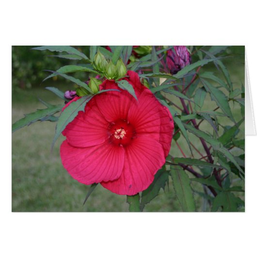 Hibiscus card (Front Horizontal)