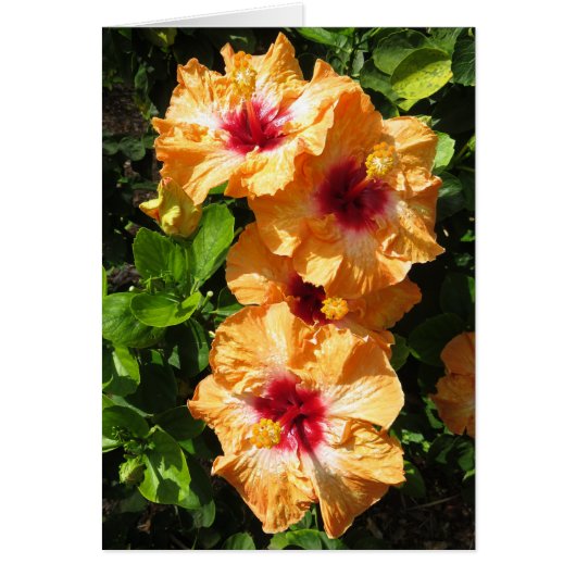 Hibiscus Cards (Front)