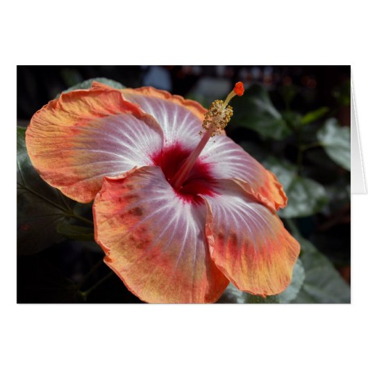 Hibiscus Cards (Front Horizontal)