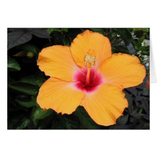 Hibiscus Cards