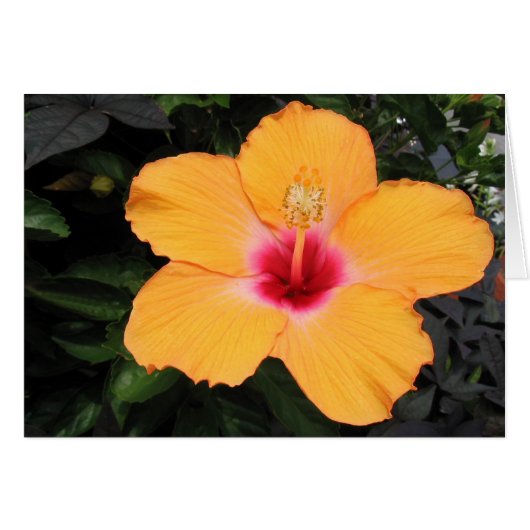 Hibiscus Cards (Front Horizontal)