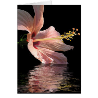 Hibiscus Cards