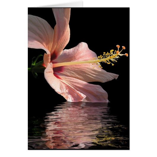 Hibiscus Cards (Front)