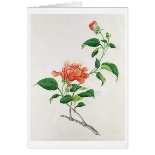 Hibiscus Cards (Front)