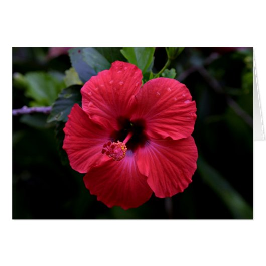Hibiscus Cards (Front Horizontal)