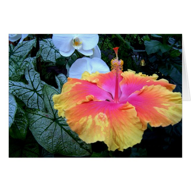 hibiscus cards (Front Horizontal)