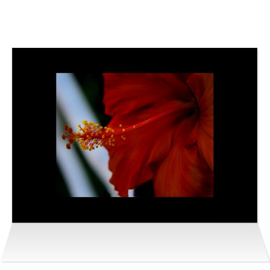 Hibiscus Delicious (Inside Horizontal (Top))