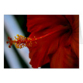 Hibiscus Delicious (Front Horizontal)