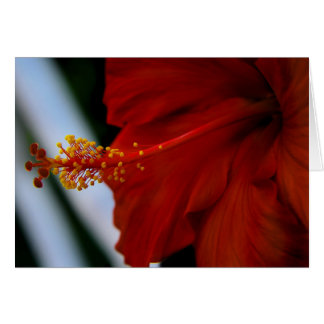 Hibiscus Delicious Cards