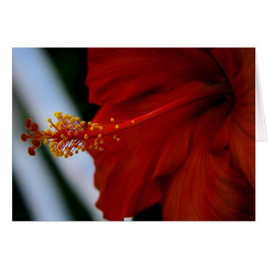 Hibiscus Delicious Cards (Front Horizontal)