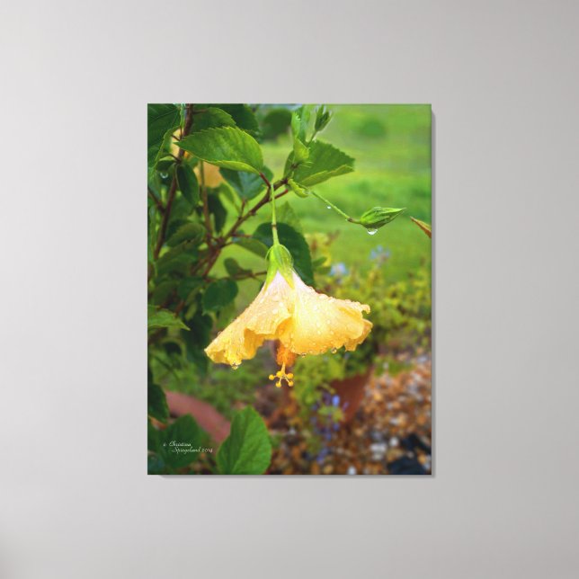 Hibiscus dew water drops Wrapped Canvas Print (Front)