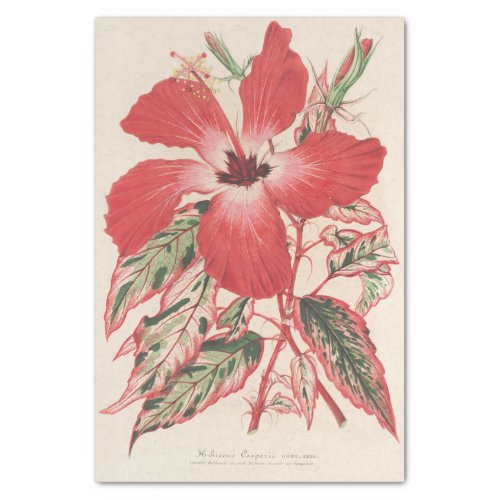 Hibiscus et mieux Ibiscus Cooperi by Lemaire Tissue Paper