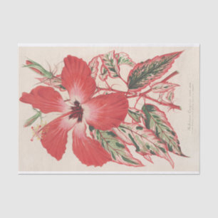 Hibiscus (et mieux Ibiscus) Cooperi by Lemaire Tissue Paper