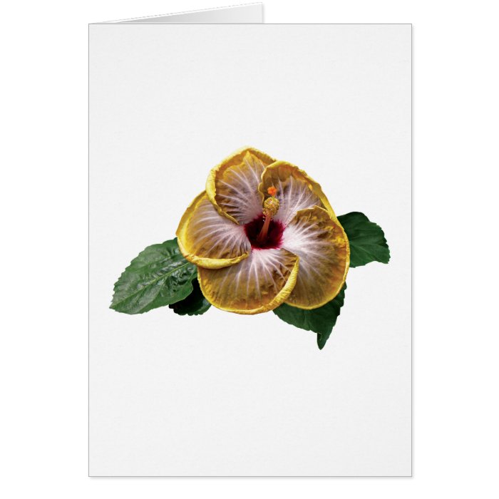 Hibiscus Fifth Dimension Greeting Cards