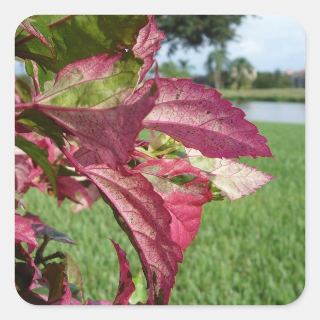 Hibiscus "Fire and Ice" Plant Square Sticker (Front)