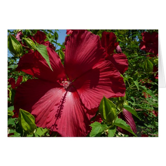 Hibiscus Flower and Blue Sky Cards (Front Horizontal)