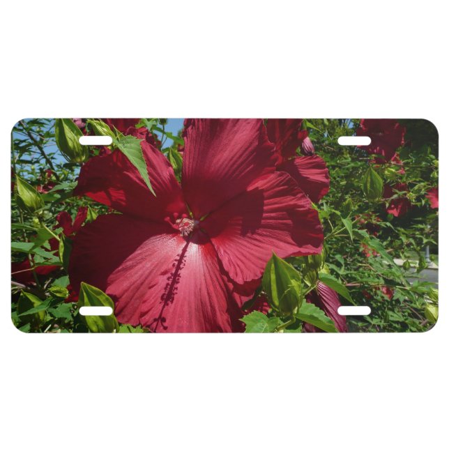 Hibiscus Flower and Blue Sky License Plate (Front)