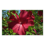 Hibiscus Flower and Blue Sky Photo Print