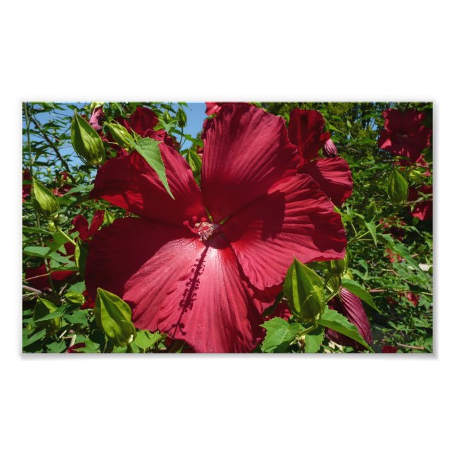 Hibiscus Flower and Blue Sky Photo Print (Front)