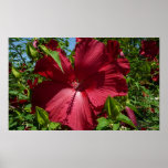 Hibiscus Flower and Blue Sky Poster
