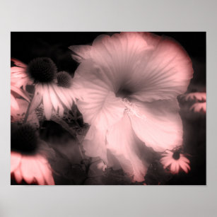 Hibiscus Flower Black And White Tinted  Poster