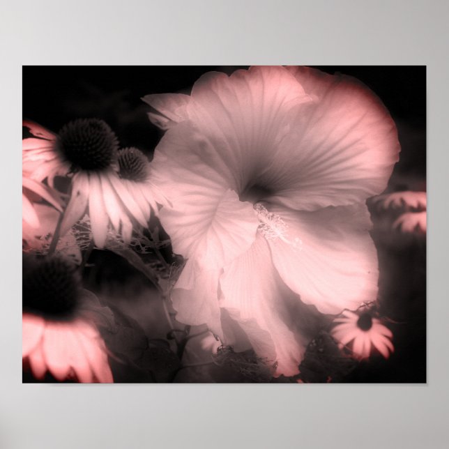 Hibiscus Flower Black And White Tinted  Poster (Front)