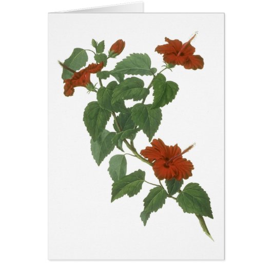Hibiscus Flower Botanical Drawing Cards (Front)