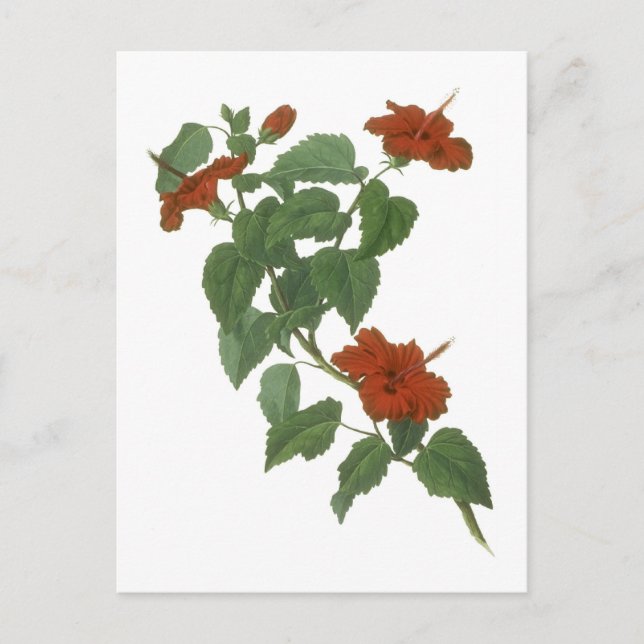 Hibiscus Flower Botanical Drawing Postcard (Front)
