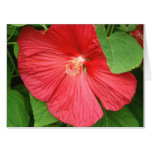Hibiscus Flower Bright Magenta Floral Card