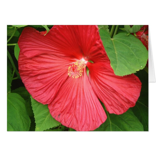 Hibiscus Flower Bright Magenta Floral Card (Front Horizontal)