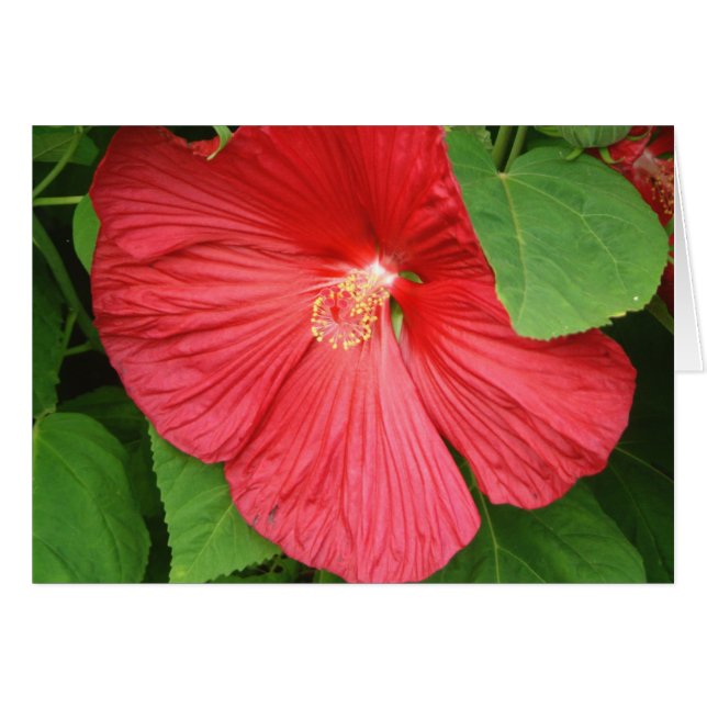 Hibiscus Flower Bright Magenta Floral Cards (Front Horizontal)
