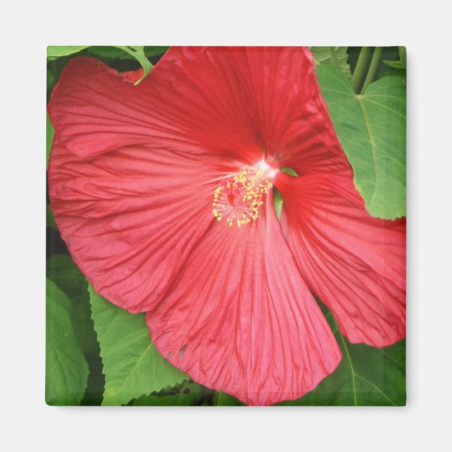 Hibiscus Flower Bright Magenta Floral Magnet (Front)
